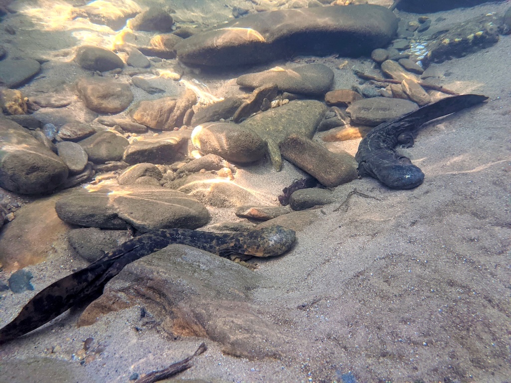 Two hellbenders rest on the bottom of a mountain stream/NC Wildlife Resources Commission, Ben Dalton