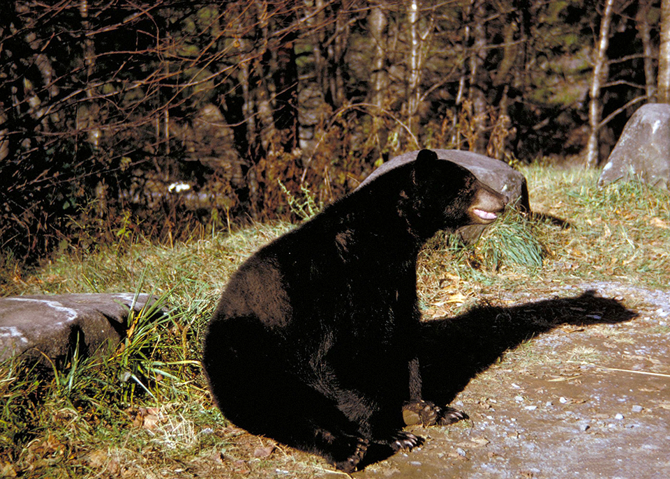 Concentrations of black bears feeding on acorns have created temporary closures along certain trails in Great Smoky Mountains National Park / NPS Concentrations of black bears feeding on acorns have created temporary closures along certain trails in Great Smoky Mountains National Park / NPS