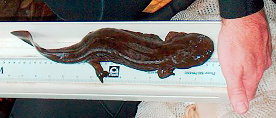 One big salamander! Great Smoky Mountains National Park / NPS File