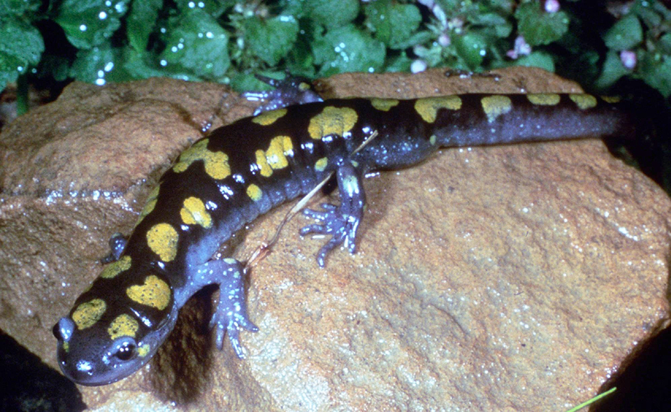 Spotted salamander, Great Smoky Mountains National Park / National Park Service
