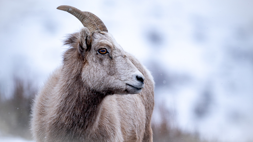 Grand Teton National Park officials have extended a closure to protect bighorn sheep/NPS file