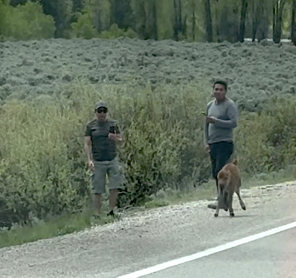 Grand Teton National Park rangers are seeking information on two men seen harassing a bison calf/NPS HO