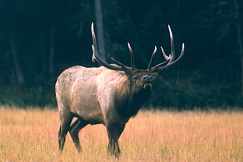 Culling of Grand Teton National Park's elk herd will start Saturday/NPS file