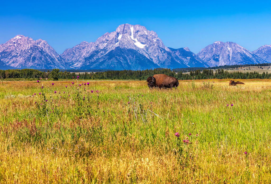 National Park Service staff is working to improve wildlife connectivity/Rebecca Latson file National Park Service staff is working to improve wildlife connectivity/Rebecca Latson file