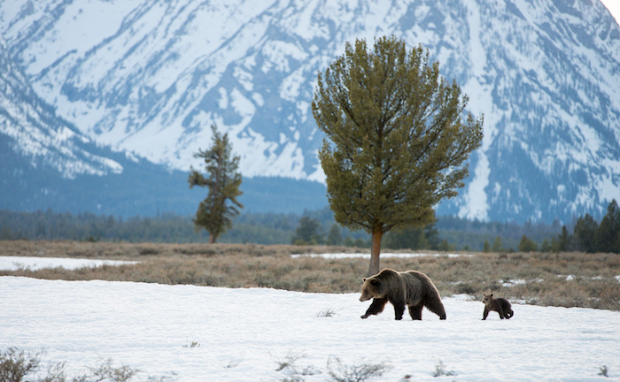 Grand Teton National Park wildlife need our help to flourish. Grand Teton National Park Foundation is working with the Park Service to see that’s possible / Ryan Sheets