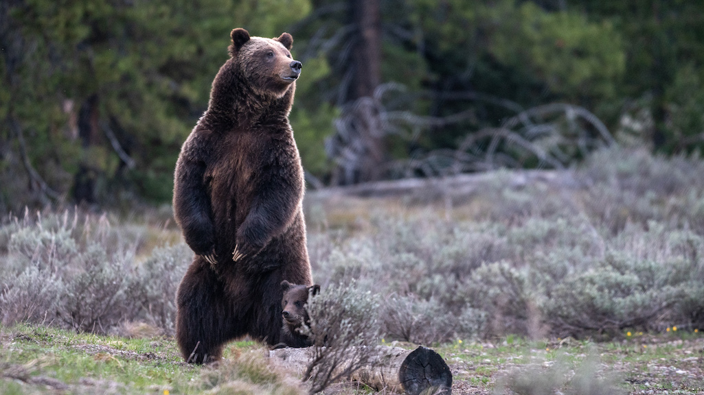 Grizzly bears, including famous #399, are coming out of hibernation at Grand Teton National Park/NPS, C.Adams