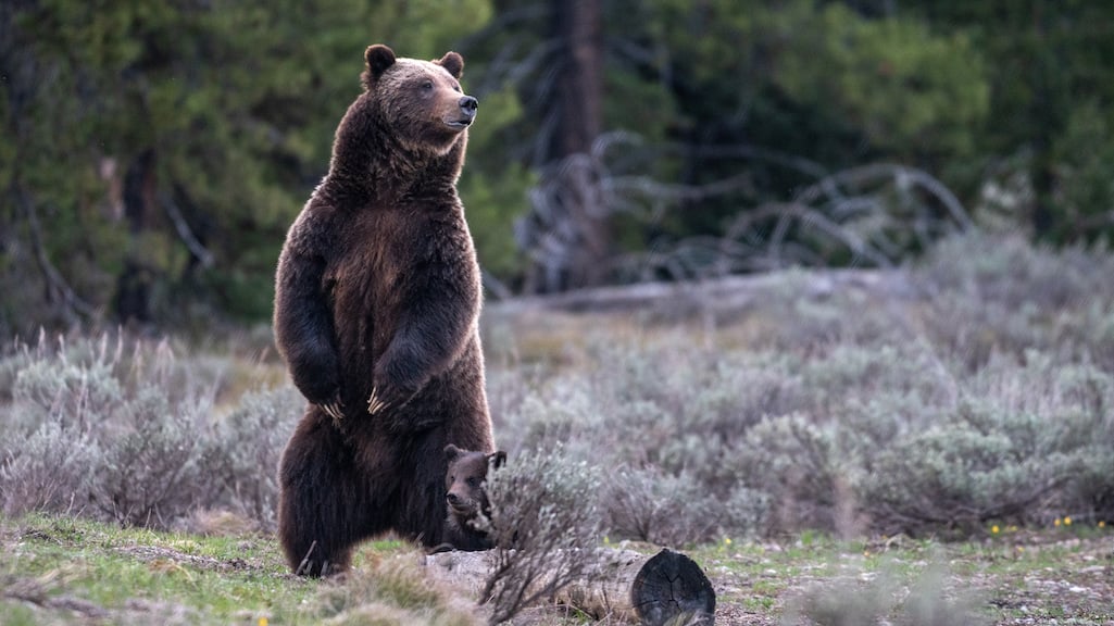 Two young Grand Teton National Park grizzly bears have been killed, apparently by an adult bear/NPS file