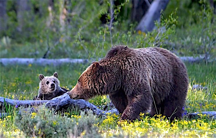 Grizzly sow and cub in Grand Teton National Park/Deby Dixon Grizzly sow and cub in Grand Teton National Park/Deby Dixon