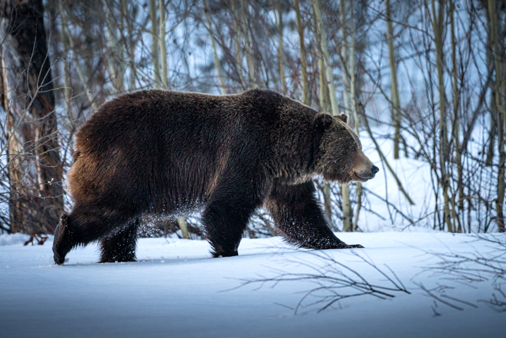 Grizzly bears are starting to emerge from hibernation at Grand Teton National Park/NPS file