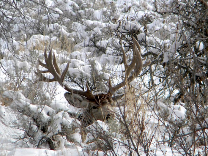 Chronic Wasting Disease Has Been Found In Deer At Grand Teton National Park/NPS