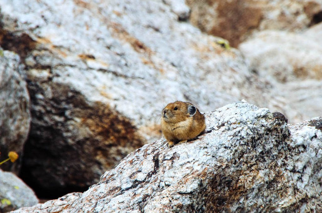 Pikas at Grand Teton somehow are holding on despite the warming climate/Grand Teton National Park Foundation