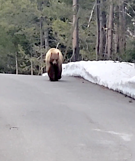 Evan Matthews slowly talked to this bear while he retreated to his car/Evan Matthews