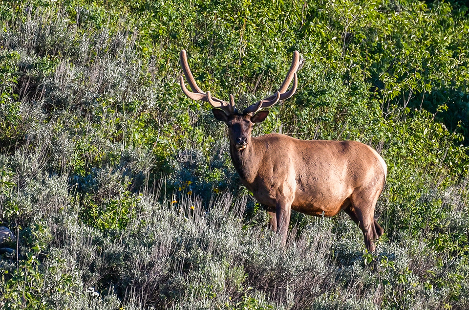 An elk reduction program will begin November 5 in Grand Teton National Park / NPS - Jane Gamble An elk reduction program will begin November 5 in Grand Teton National Park / NPS - Jane Gamble