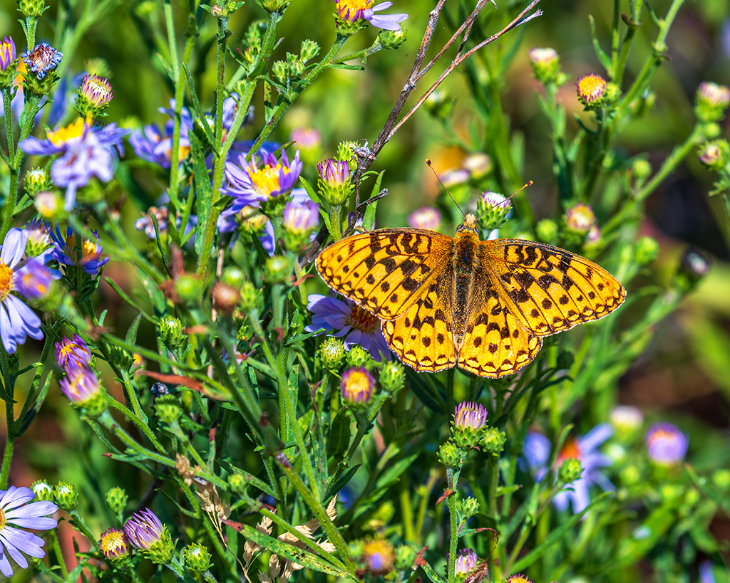 A fritillary on flowers, Grand Teton National Park / Rebecca Latson