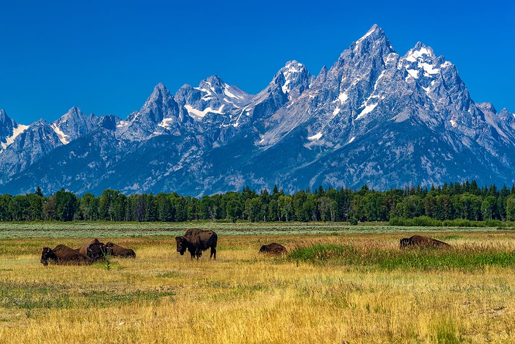 Bison at Elk Ranch Flats, Grand Teton National Park / Rebecca Latson