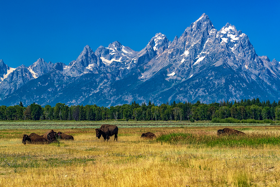 A home where the bison roam, Grand Teton National Park / Rebecca Latson