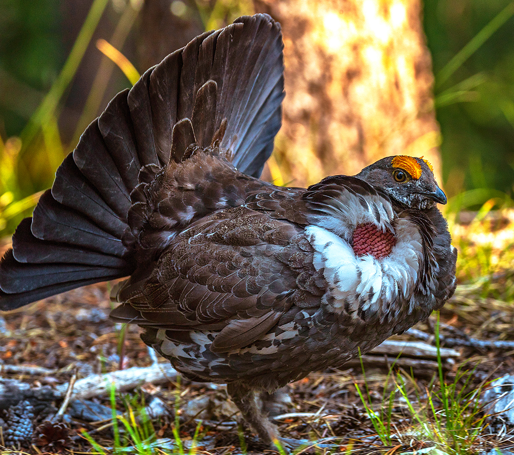 A Dusky Grouse display, Grand Teton National Park / Rebecca Latson