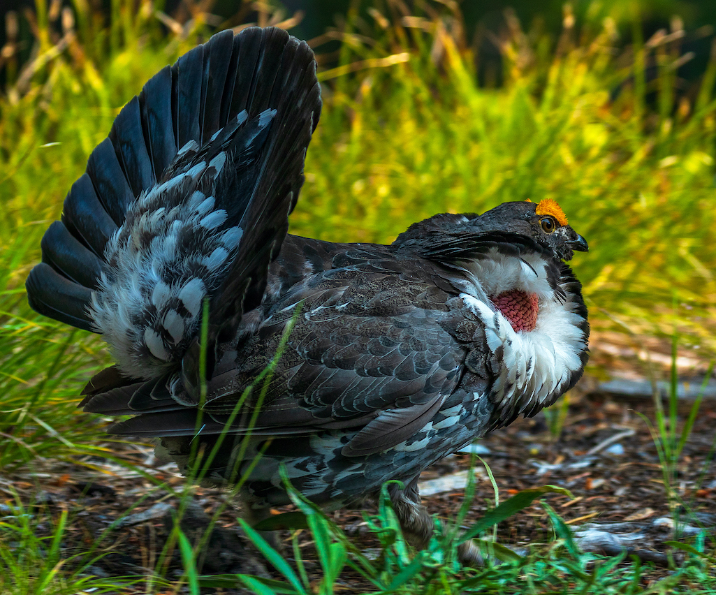Dusky Grouse, Grand Teton National Park/Rebecca Latson file Dusky Grouse, Grand Teton National Park/Rebecca Latson file