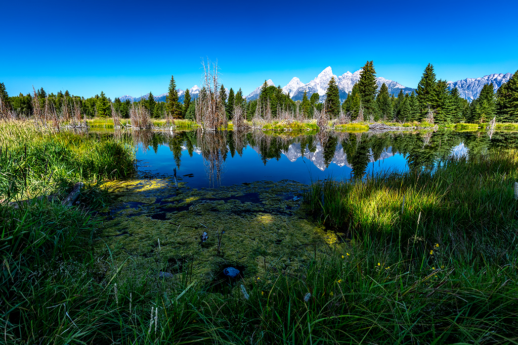 Morning at Schwabacher Landing, Grand Teton National Park / Rebecca Latson