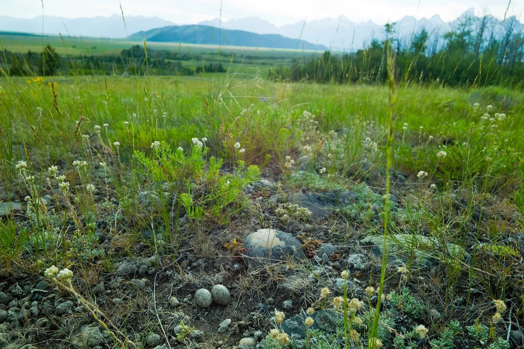 From fragile nighthawk eggs to views of the rugged summit of the Grand Teton, this 640-acre state school trust parcel near Kelly in Grand Teton National Park holds significant natural resource values/WyoFile, Angus M. Thuermer, Jr.