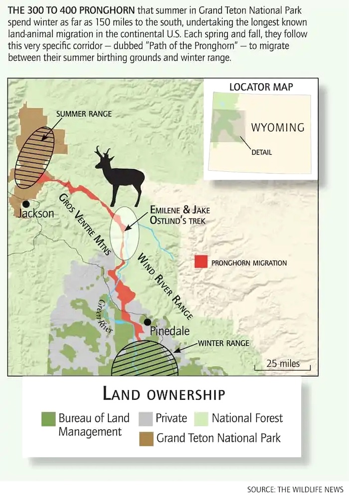 Twice a year pronghorn embark on long migrations that brings them at risk of being hit by vehicles on US 189/Greater Yellowstone Coalition Twice a year pronghorn embark on long migrations that brings them at risk of being hit by vehicles on US 189/Greater Yellowstone Coalition