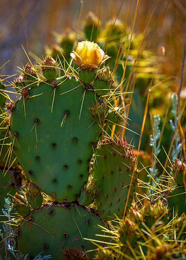 Afternoon light on a prickly pear cactus, Big Bend National Park / Rebecca Latson
