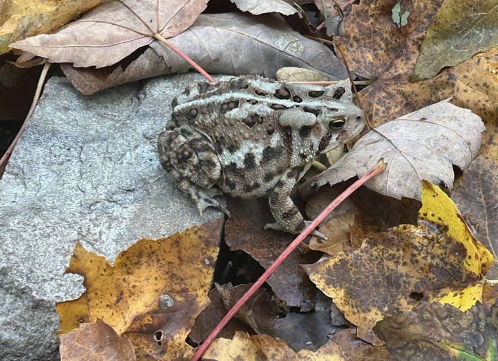 American toad, Harpers Ferry National Historical Park / NPS - C. Waters