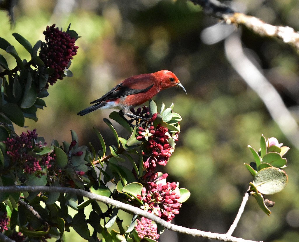 The National Park Service is moving ahead with a plan to try to save endangered honeycreeper bird species from avian malaria/NPS The National Park Service is moving ahead with a plan to try to save endangered honeycreeper bird species from avian malaria/NPS