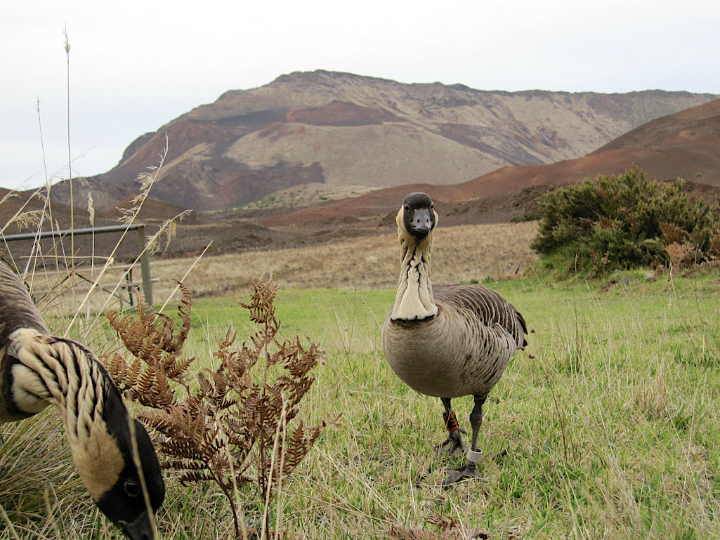 Two endangered nenē recently were killed in collisions with motor vehicles at Haleakalā National Park/NPS file Two endangered nenē recently were killed in collisions with motor vehicles at Haleakalā National Park/NPS file