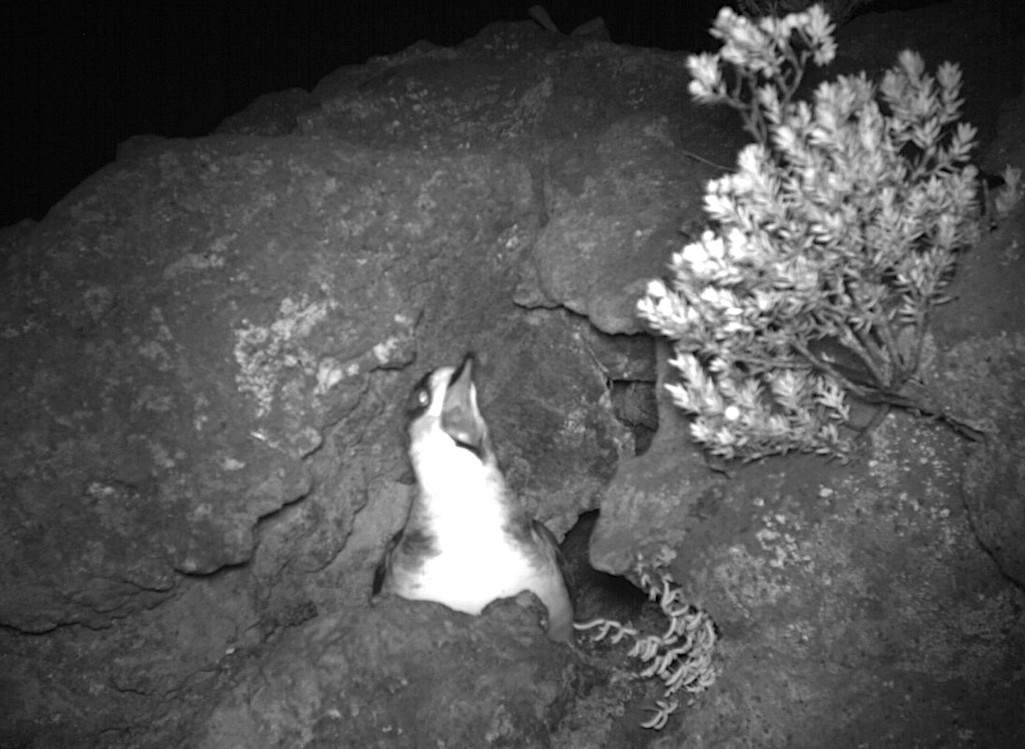 ʻUaʻu squawking at night. Maui Nui Seabird Recovery Project. ʻUaʻu squawking at night. Maui Nui Seabird Recovery Project.