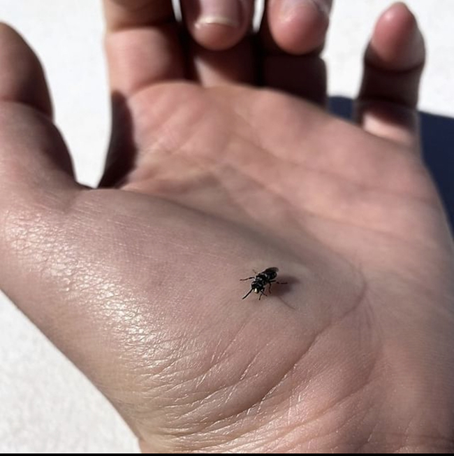Yellow-faced bee, Haleakala National Park / National Park Service