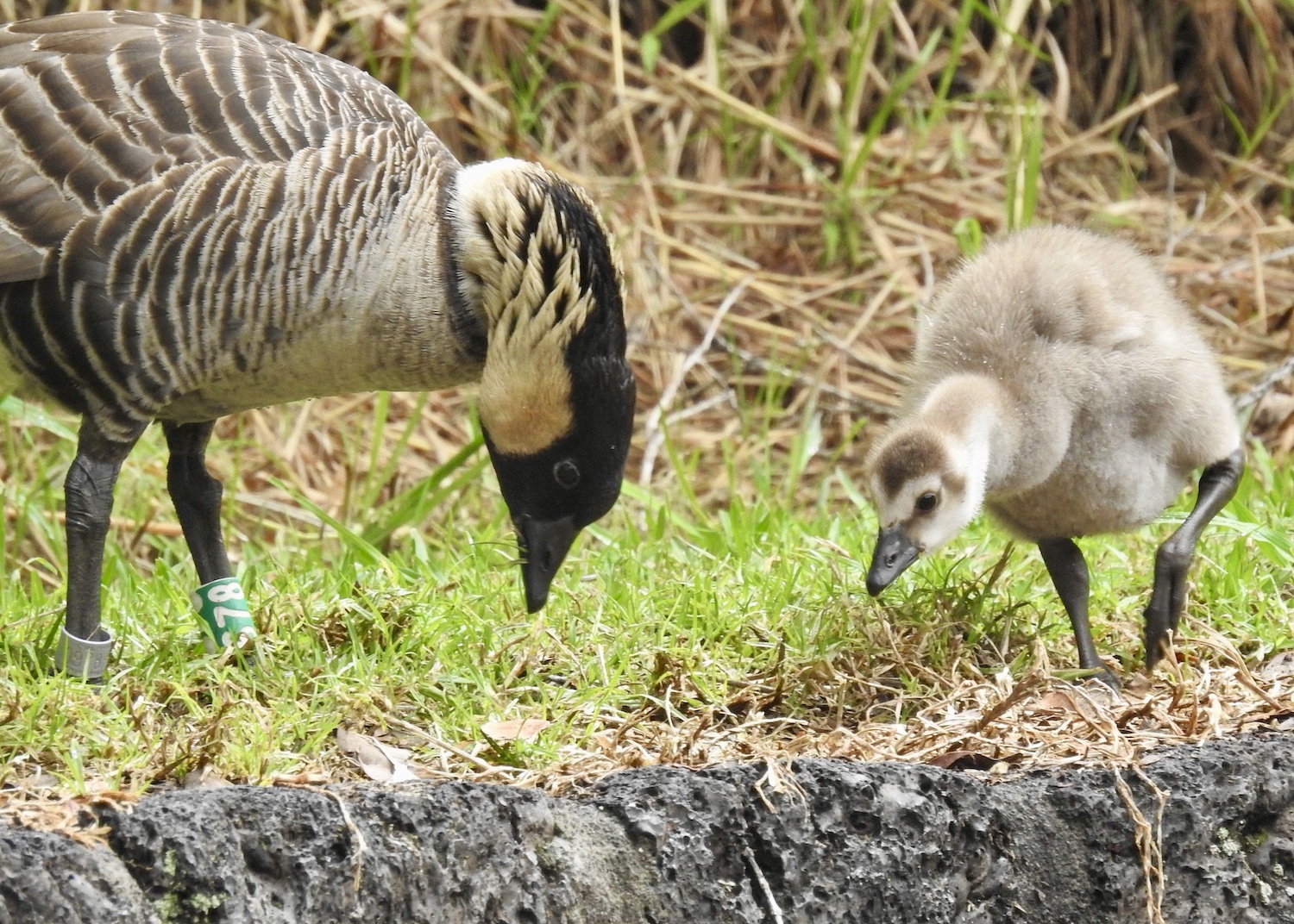 Nēnē 678 teaches her gosling to forage in the parking lot by Devastation Trail. Nēnē 678 teaches her gosling to forage in the parking lot by Devastation Trail.
