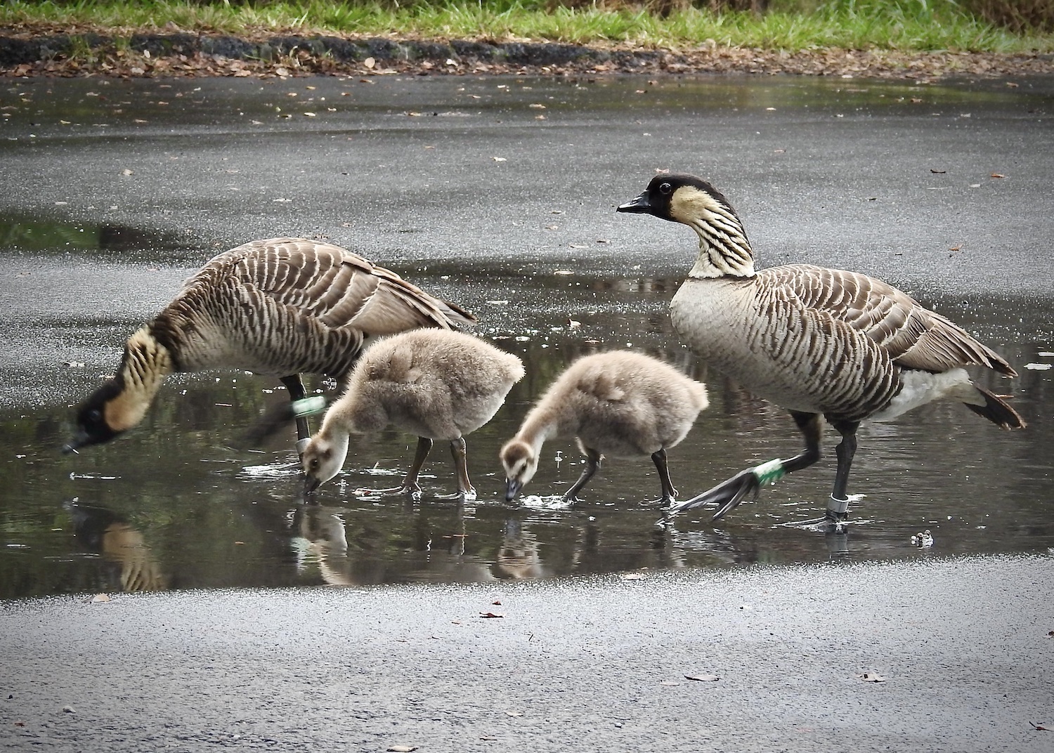 Nēnē mate for life, and their webbed feet are different than their cousins since they spend more time on lava rock than in the water. Nēnē mate for life, and their webbed feet are different than their cousins since they spend more time on lava rock than in the water.