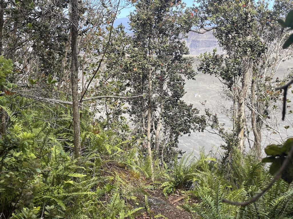 Dense vegetation hid the cliff edge the man fell off of/NPS Dense vegetation hid the cliff edge the man fell off of/NPS