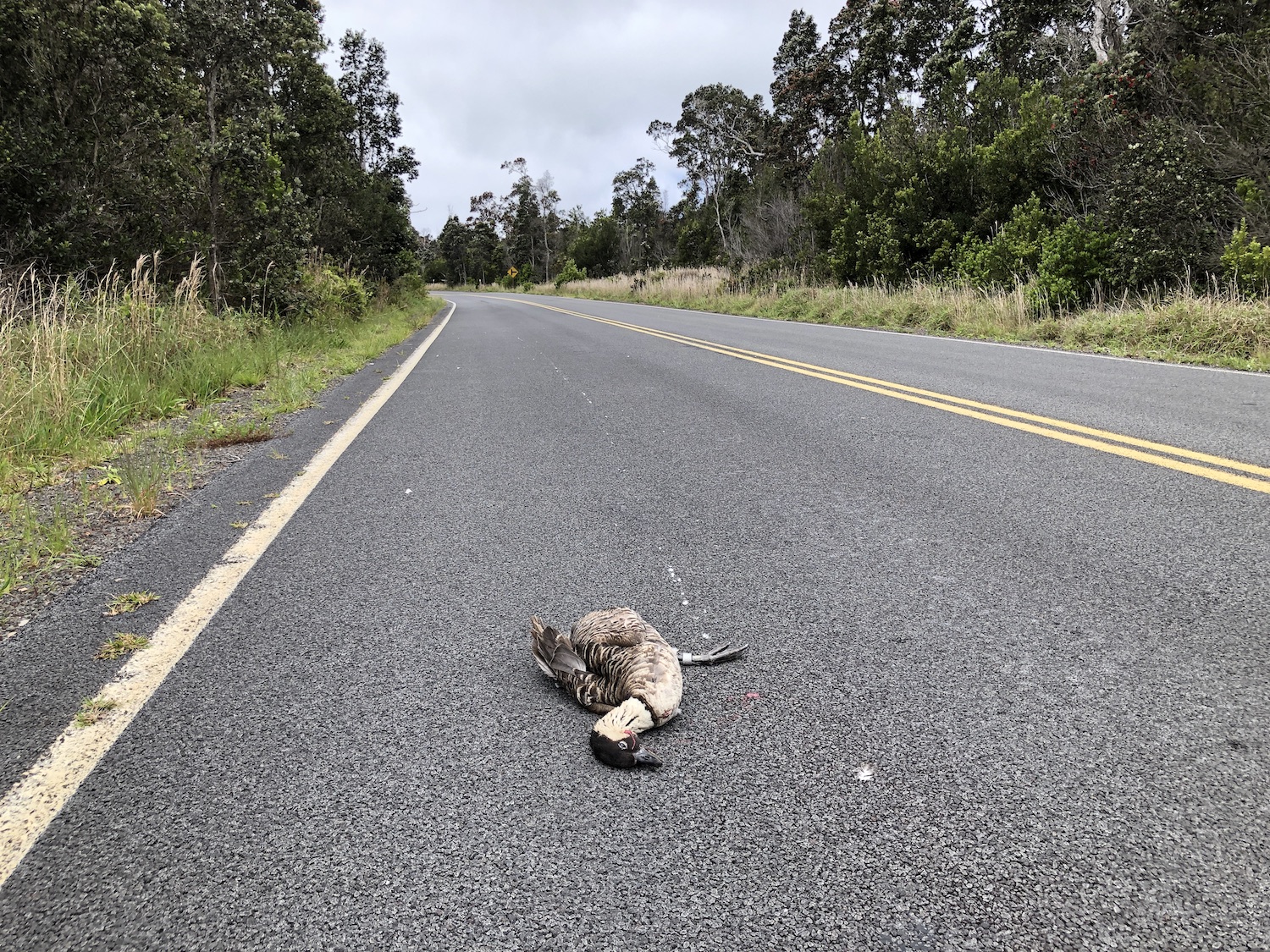 A 2019 file shot from Hawai'i Volcanoes National Park shows a nēnē that has been killed by a vehicle. A 2019 file shot from Hawai'i Volcanoes National Park shows a nēnē that has been killed by a vehicle.