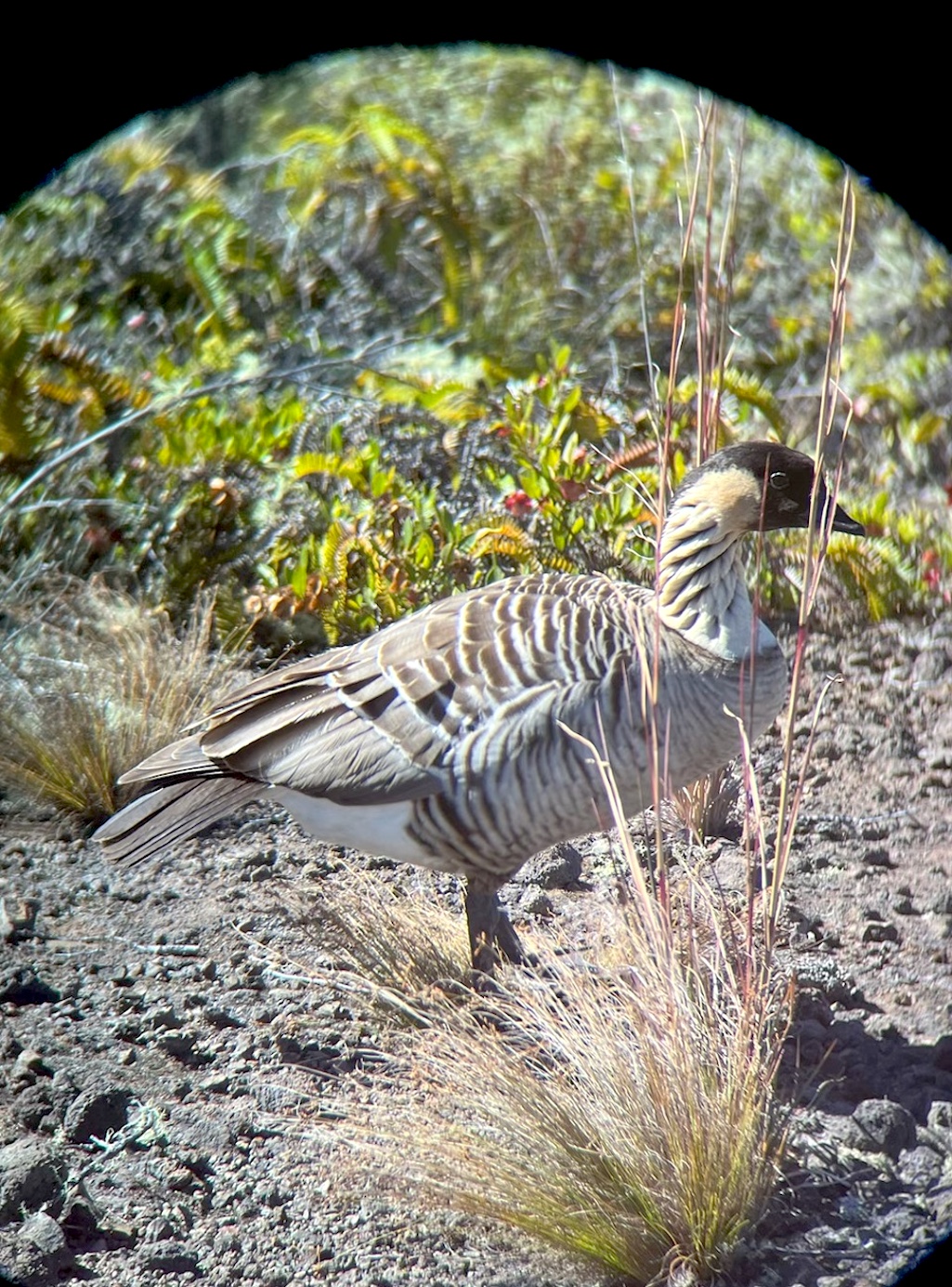 A pair of nesting nēnē has led to a temporary closure at Hawai'i Volcanoes National Park/NPS