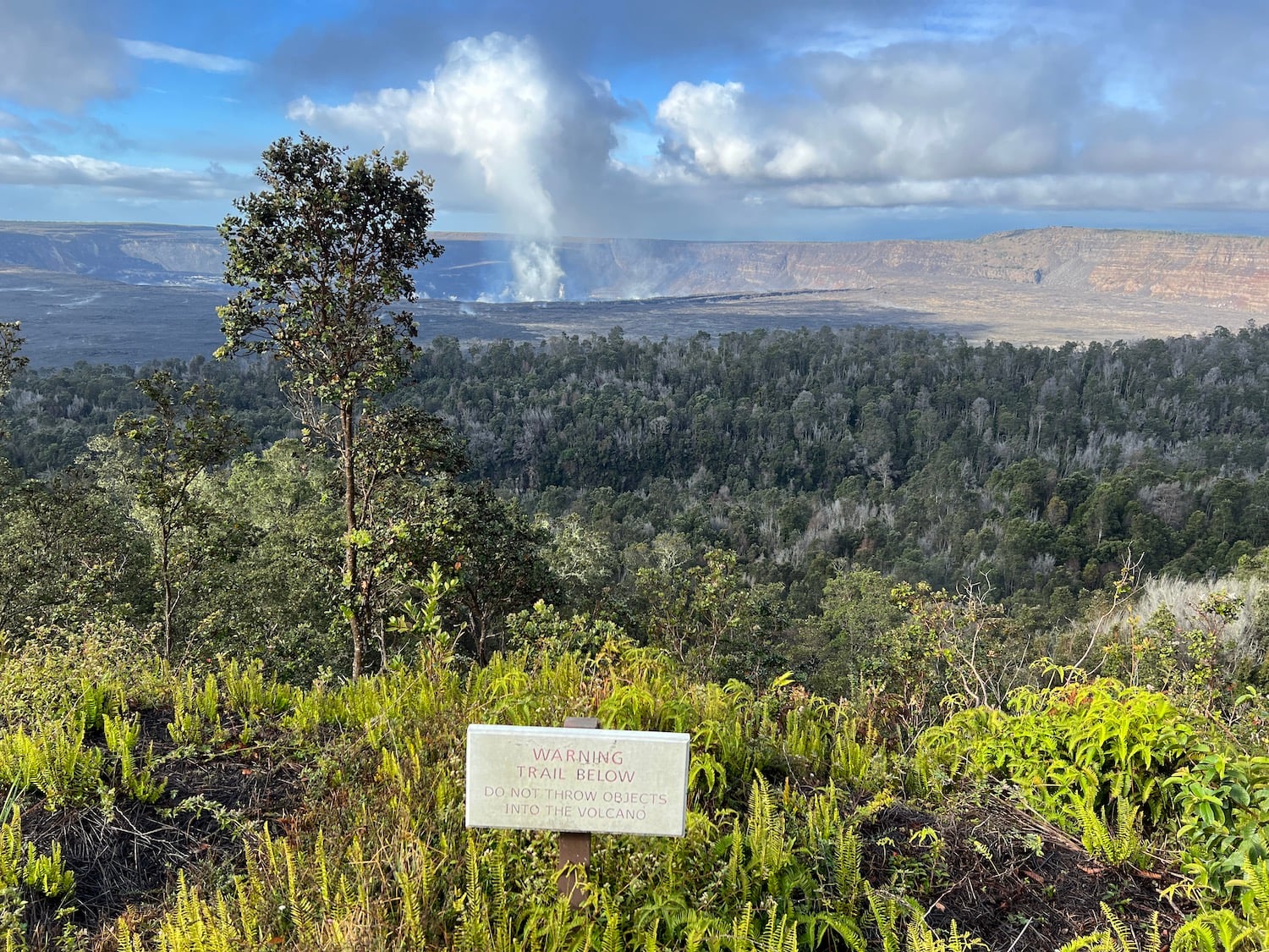 A trail from Volcano House goes down through this rainforest to the caldera floor. A trail from Volcano House goes down through this rainforest to the caldera floor.