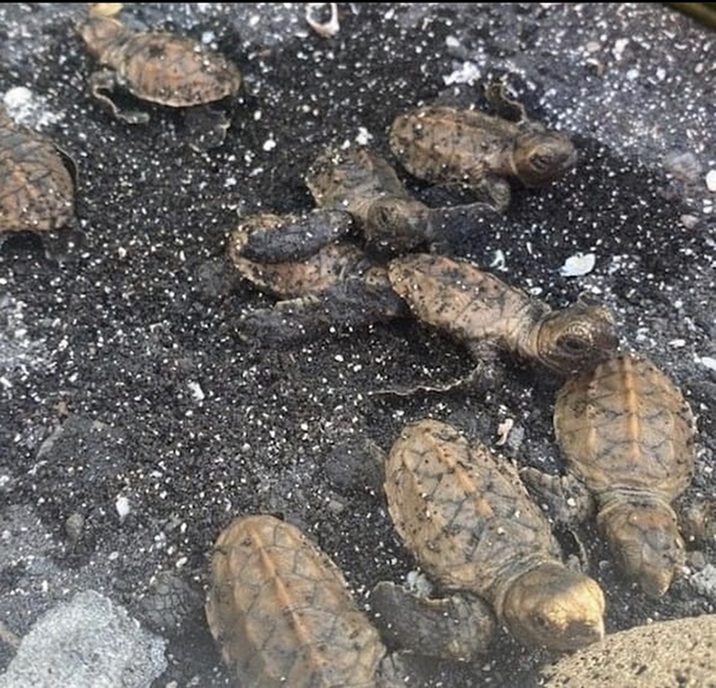 Honu'ea hatchlings, Hawai'i Volcanoes National Park / National Park Service
