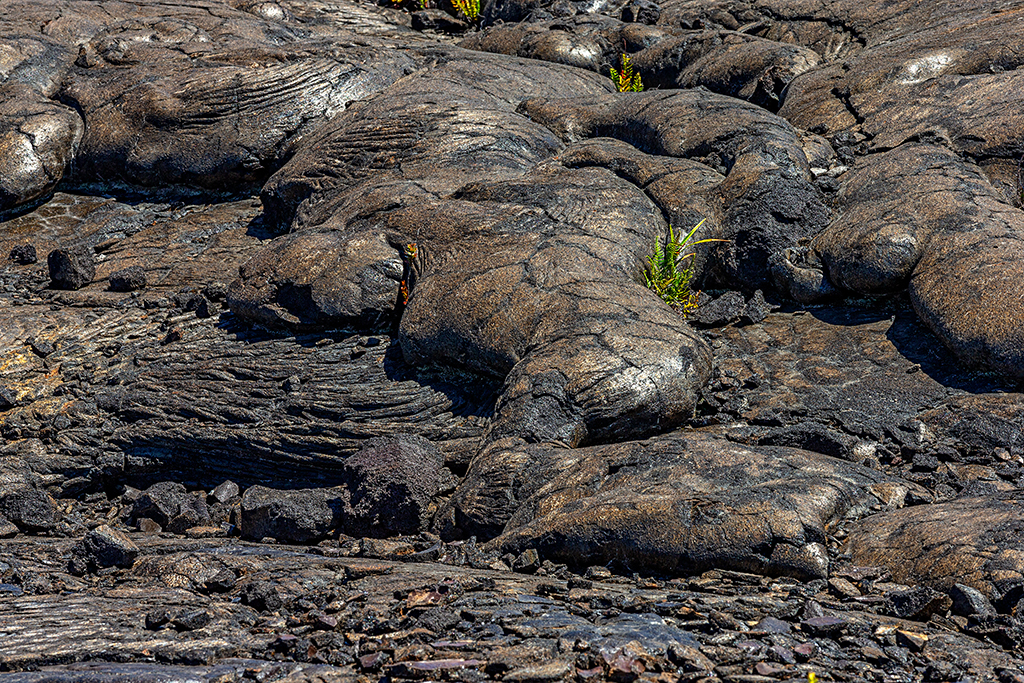 Along Chain of Craters Road, you really will see pahoehoe lava sparkling like gold in the sunlight, Hawai'i Volcanoes National Park / Rebecca Latson