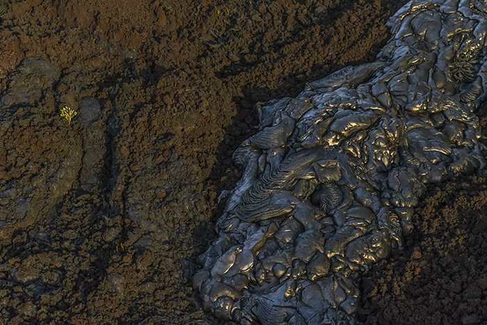 A tree's fragile toehold amongst the lava flows, Hawai'i Volcanoes National Park / Rebecca Latson