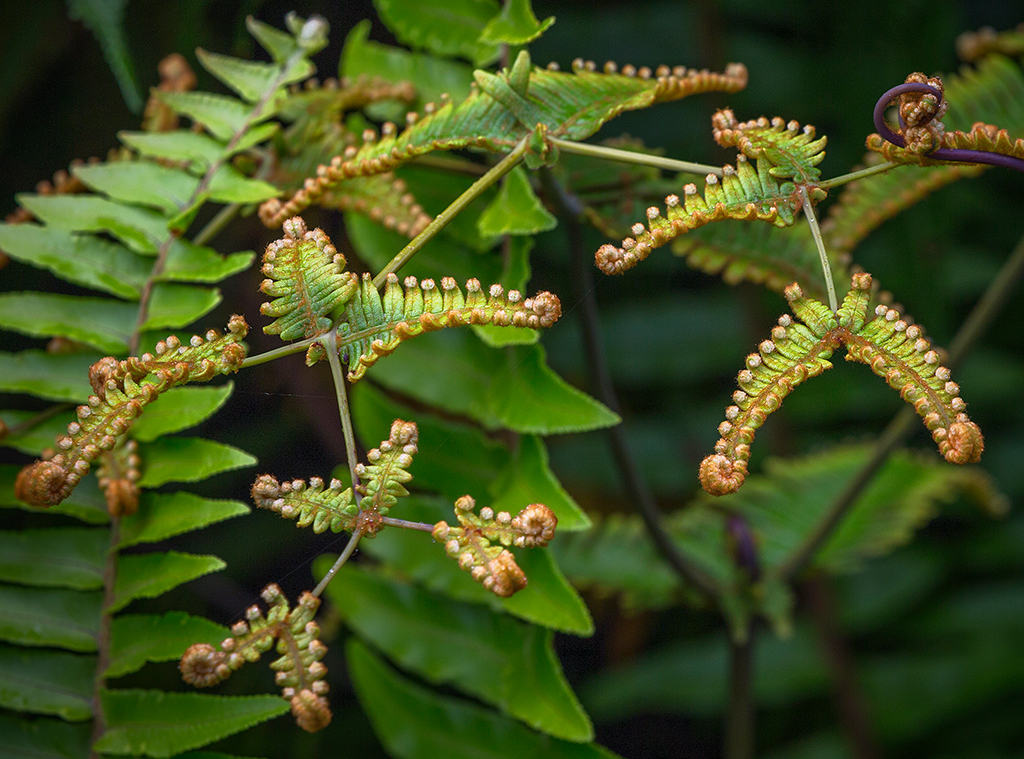 Fern curlicues along the Kilauea Iki Trail, Hawai'i Volcanoes National Park / Rebecca Latson Fern curlicues along the Kilauea Iki Trail, Hawai'i Volcanoes National Park / Rebecca Latson