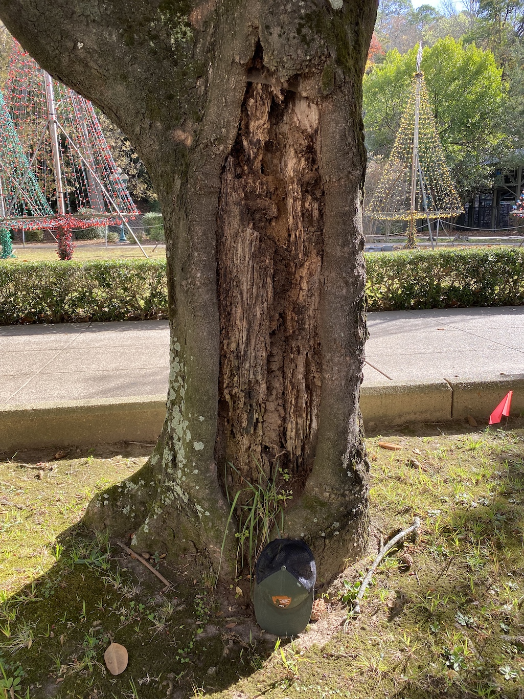 Five old, unhealthy Southern magnolia trees are being replaced at Hot Springs National Park/NPS