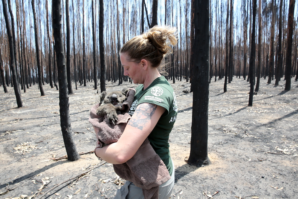 Countless wildlife were impacted by the fires, including koalas/Humane Society International