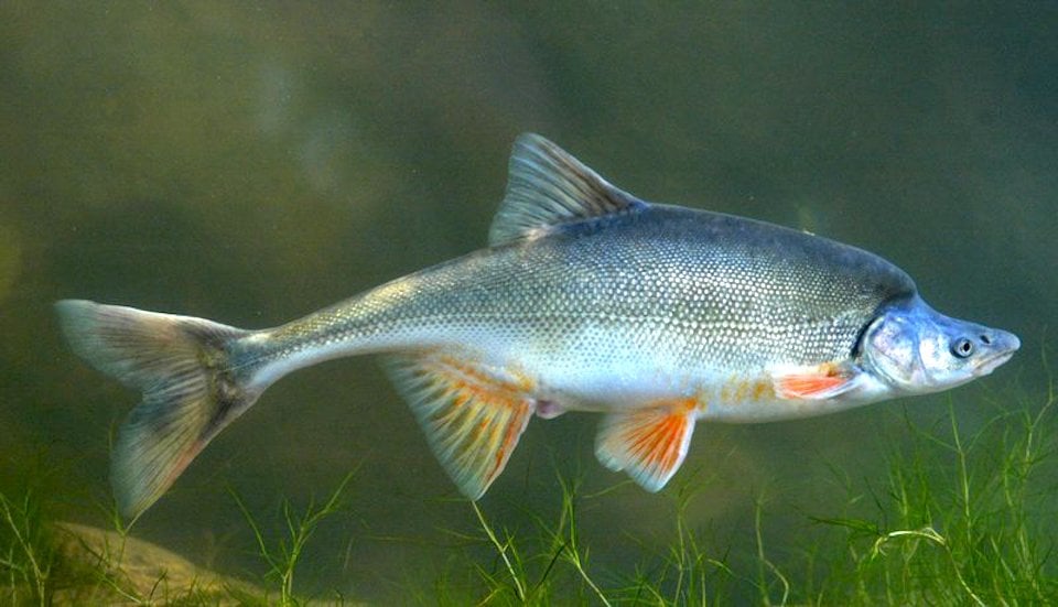 Humpback chub/George Andrejko, Arizona Game And Fish Department