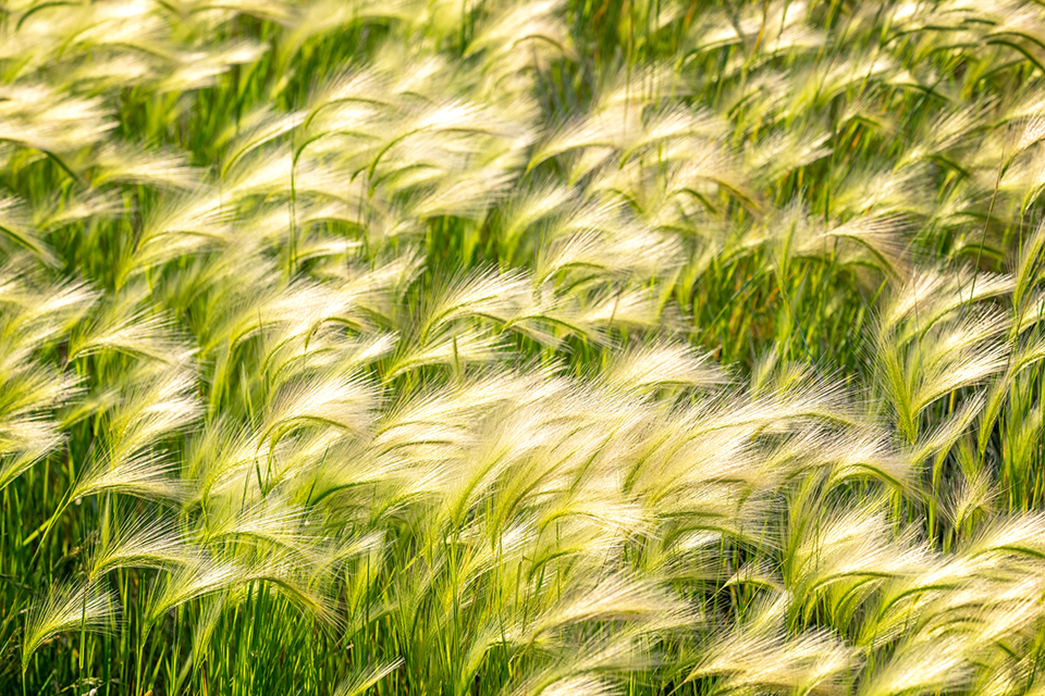 The feathery beauty of foxtail barley grass, Drumheller Channels National Natural Landmark, Ice Age Floods National Geologic Trail / Rebecca Latson The feathery beauty of foxtail barley grass, Drumheller Channels National Natural Landmark, Ice Age Floods National Geologic Trail / Rebecca Latson