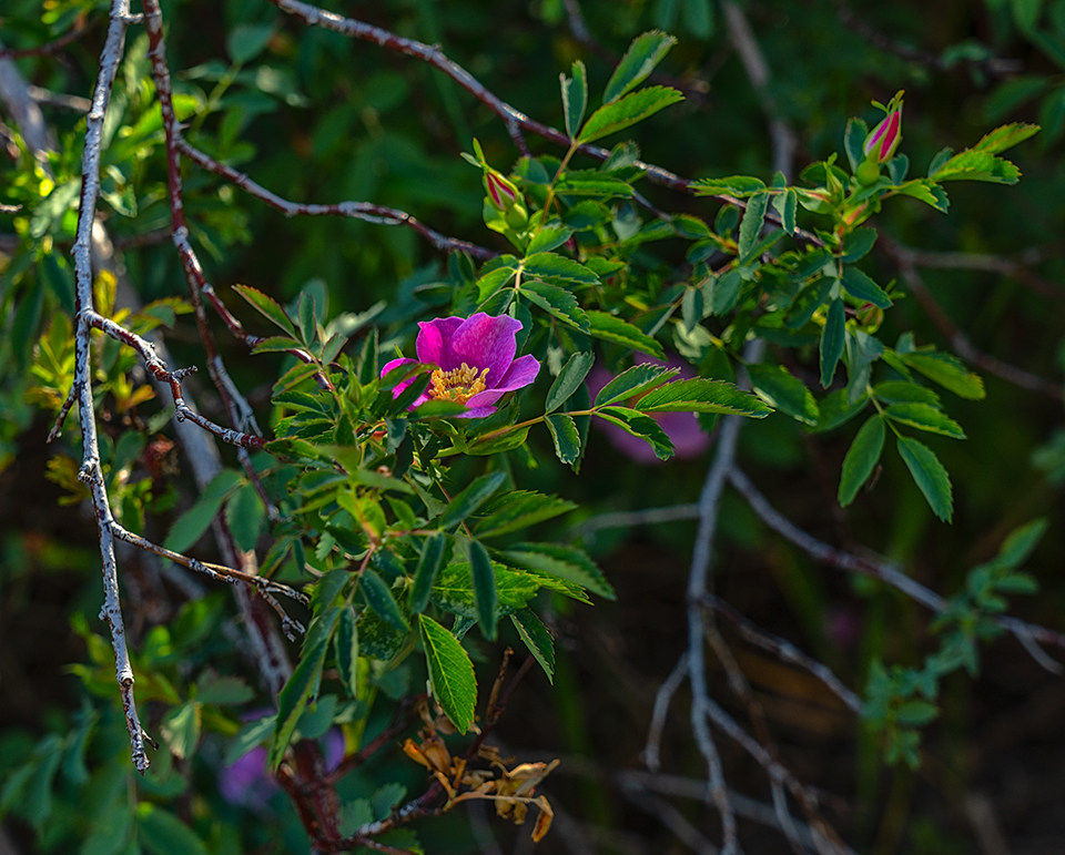 Pretty flowers along the trail in Frenchman Coulee, Ice Age Floods National Geologic Trail / Rebecca Latson Pretty flowers along the trail in Frenchman Coulee, Ice Age Floods National Geologic Trail / Rebecca Latson