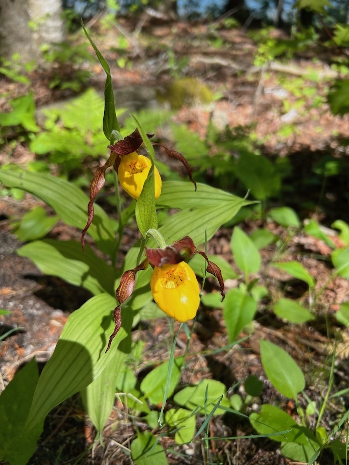 Part of the trail's beauty can be found at your feet, such as this Lady's Slipper/Barbara Jensen