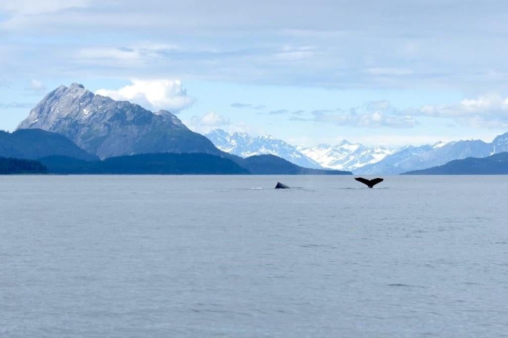 Will humpback whale research at Glacier Bay and Kenai Fjords national parks suffer?/NPS file Will humpback whale research at Glacier Bay and Kenai Fjords national parks suffer?/NPS file
