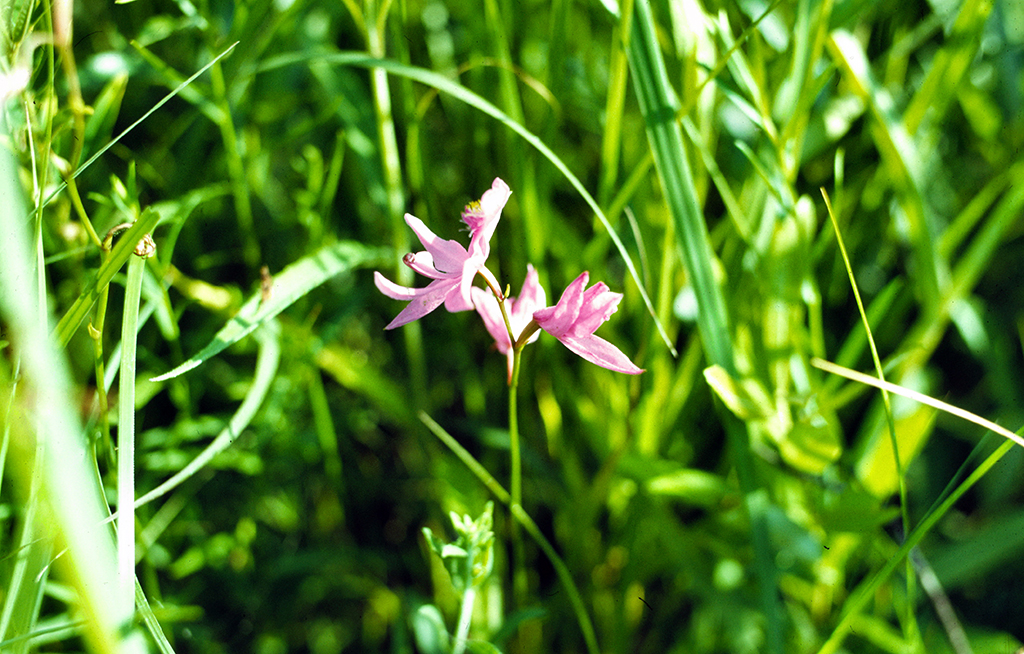 Moss-pink orchid, Indiana Dunes National Park / NPS file Moss-pink orchid, Indiana Dunes National Park / NPS file