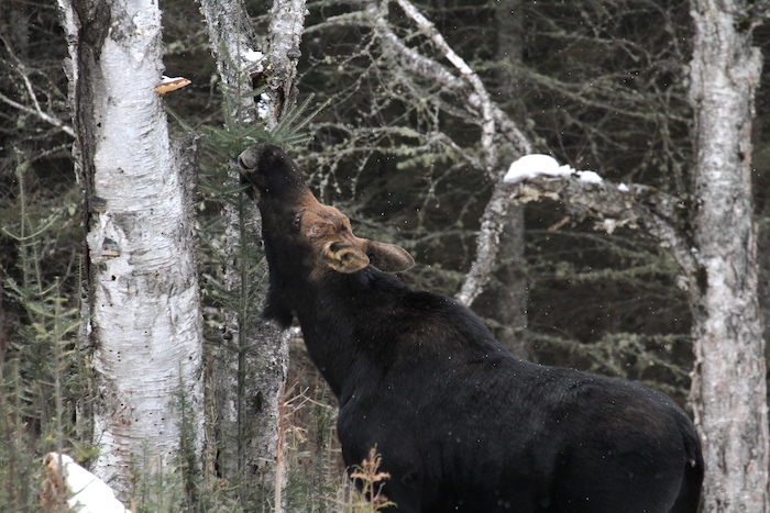 Moose have decimated Balsam fir on the island through their browsing/Michigan Tech University, Rolf Peterson